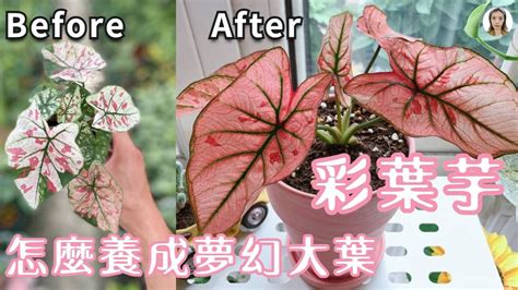 彩葉芋風水